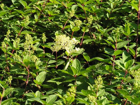 Hydrangea pan. 'Grandiflora'