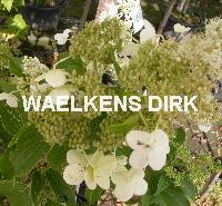 Hydrangea pan. 'Kyushi'