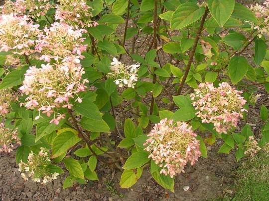 Hydrangea pan. 'Limelight' (R)
