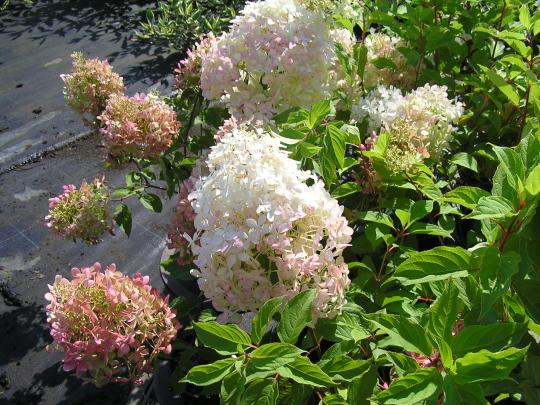 Hydrangea pan. 'Phantom'