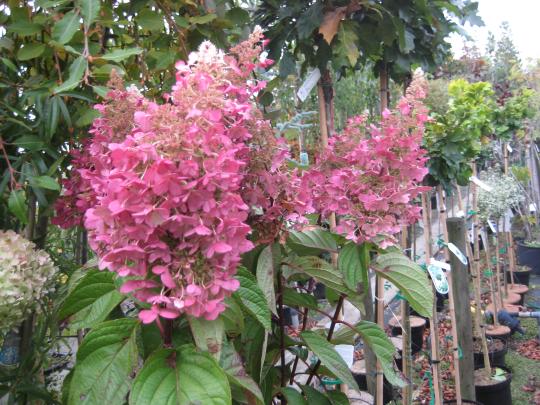 Hydrangea pan. 'Pinky Winky'