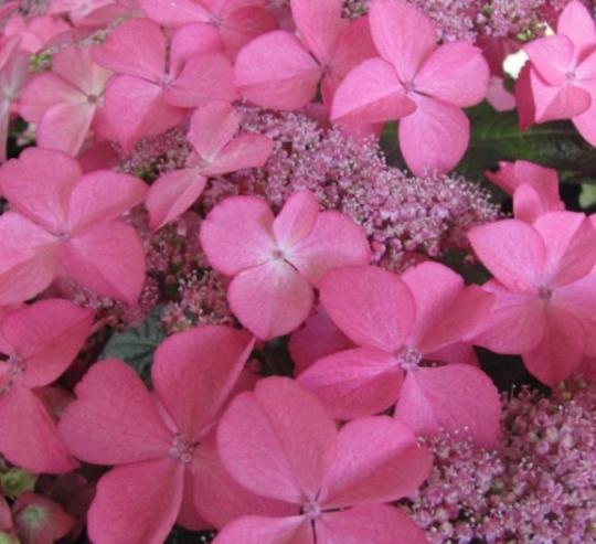 Hydrangea teller roze