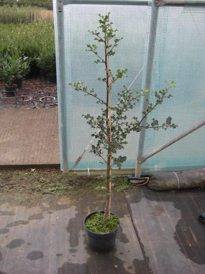 Ilex aquifolium