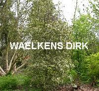 Ilex aquifolium