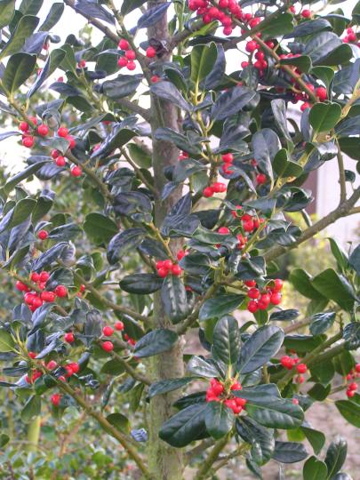 Ilex aquif. 'J.C. van Tol'