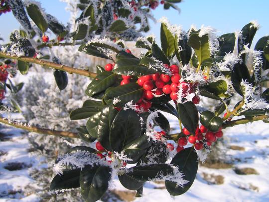 Ilex aquif. 'J.C. van Tol'