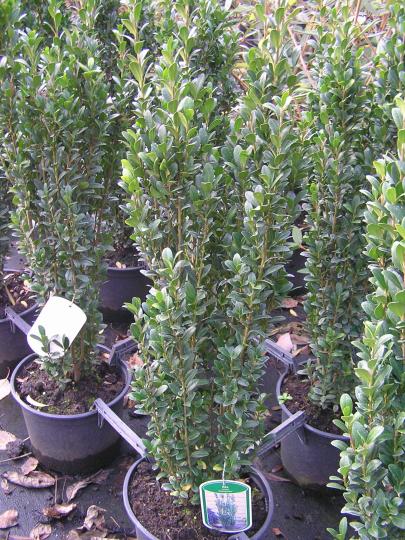 Ilex crenata 'Fastigiata'