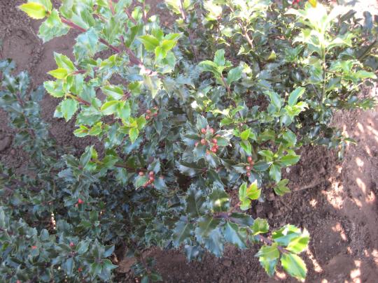 Ilex meserveae 'Blue Princess'