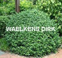 Ilex meserveae 'Blue Prince'