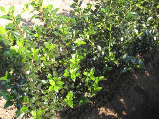 Ilex meserveae 'Heckenfee' (R)