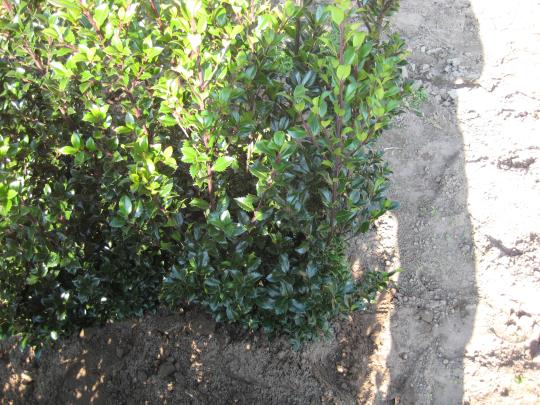 Ilex meserveae 'Heckenstar' (R)