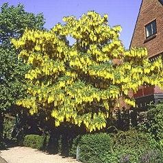 Koelreuteria paniculata