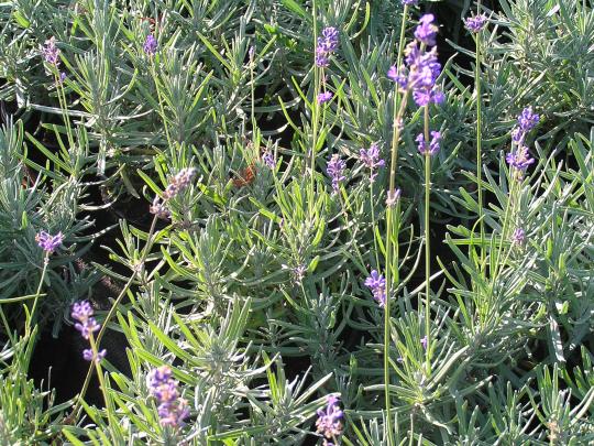 Lavandula angust. 'Munstead'