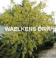 Laburnum wat. 'Vossii'