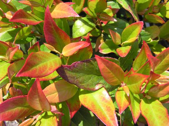 Leucothoe 'Zeblid' (scarletta)