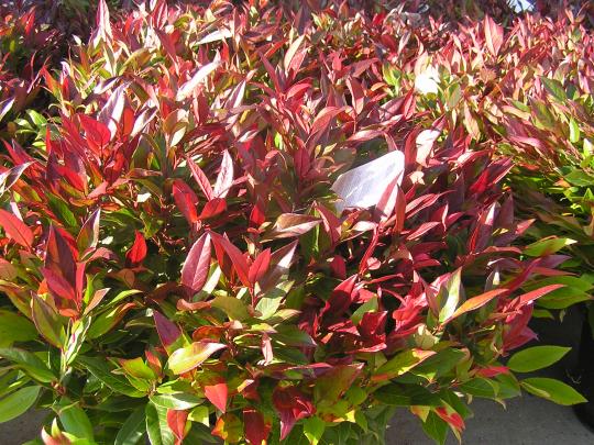Leucothoe 'Zeblid' (scarletta)