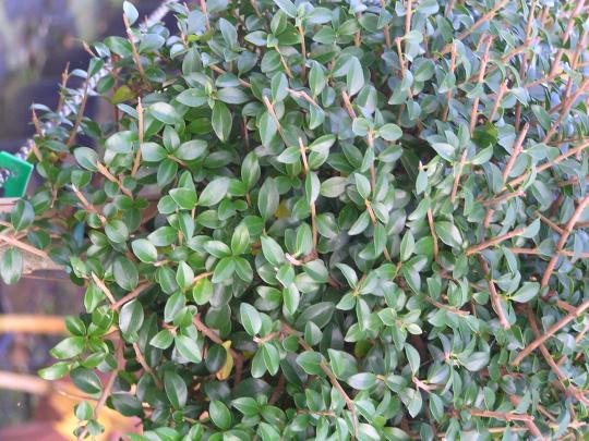 Ligustrum delavayanum bol 40