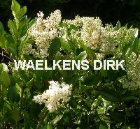 Ligustrum japonicum texanum