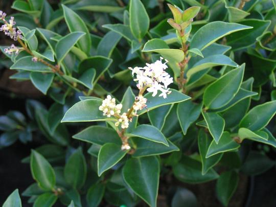 Ligustrum luc. 'Korean Dwarf'