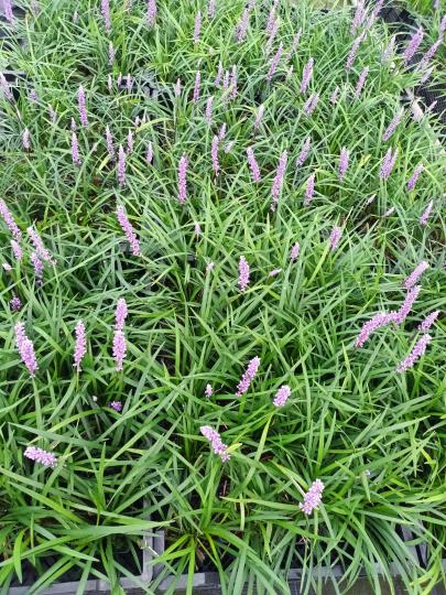 Liriope muscari 'Moneymaker'