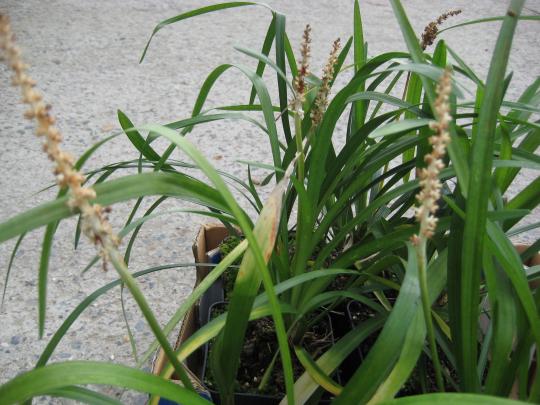 Liriope muscari 'Monroe White'