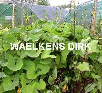 Ligularia stenocephala 'The Rocket'