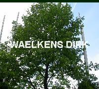 Liriodendron tulipifera MEERSTAM