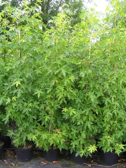 Liquidambar worplesdon
