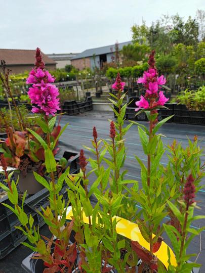 Lobelia fan pink  rose