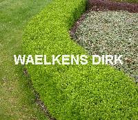 Lonicera nit. 'Maigruen'