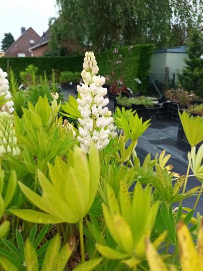 Lupinus 'Gallery White'