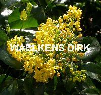 Mahonia aq. 'Apollo'
