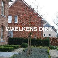 Malus 'Evereste'