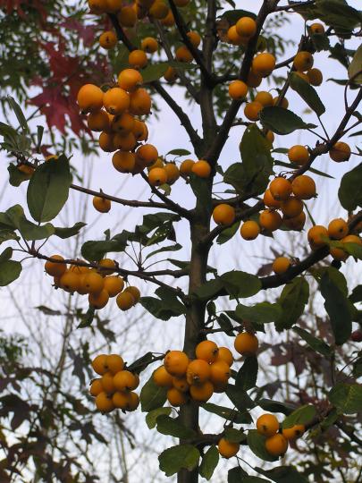 Malus 'Golden Hornet'