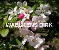 Malus 'Golden Hornet'