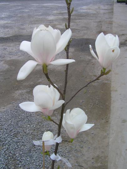 Magnolia 'Gresham JG nr 11'