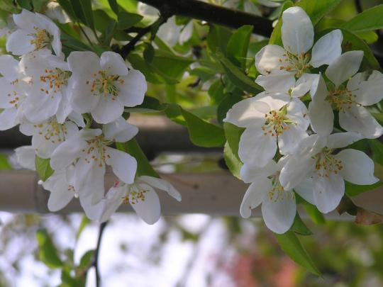 Malus 'John Downie'