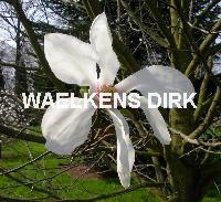Magnolia Kobus