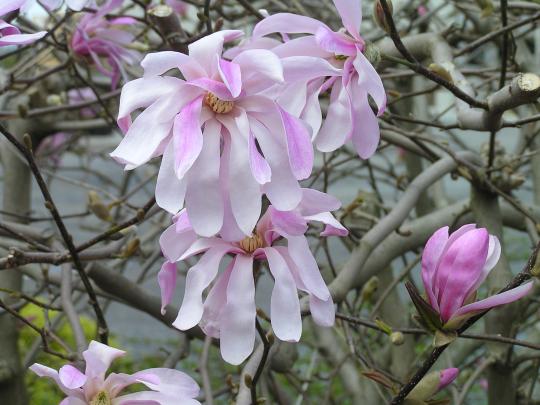 Magnolia loeb. 'Leonard Ressel'  lichtros