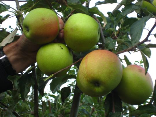 Malus 'Pinova'
