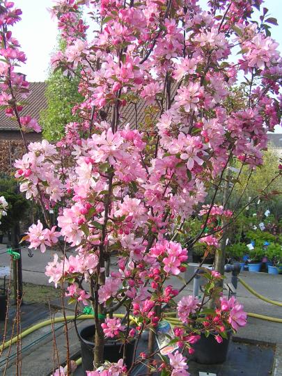 Malus 'Red Obelisk'