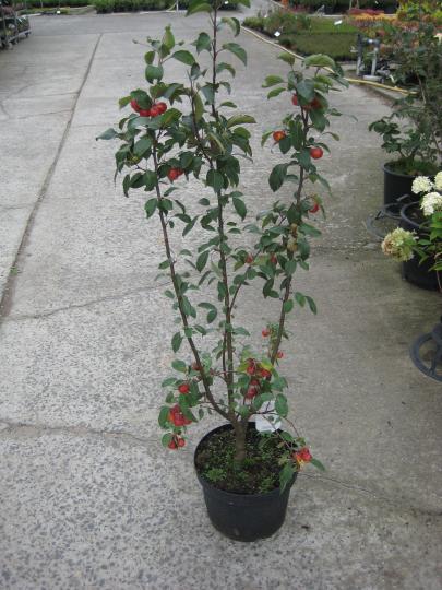 Malus 'Red Sentinel'
