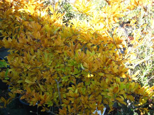 Magnolia stellata
