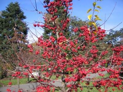 Malus sugar Tyme