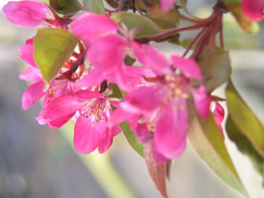 Malus sugar Tyme