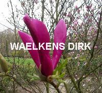 Magnolia 'Susan'