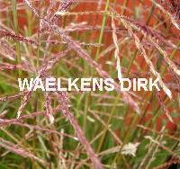 Miscanthus sin. 'Ferner Osten'