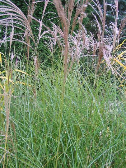 Miscanthus sin. 'Gracillimus'