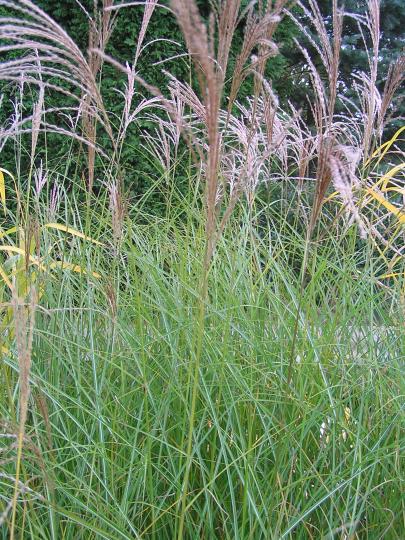 Miscanthus sin. 'Gracillimus'
