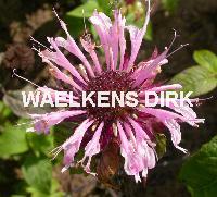 Monarda 'Beauty of Cobham'